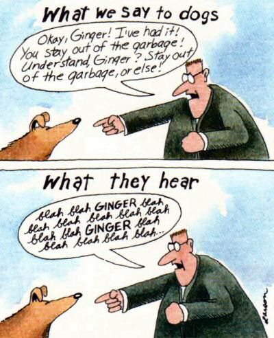 what a dog hears